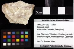 Foto (Objket + Etiketten) von Decapoda indet. 